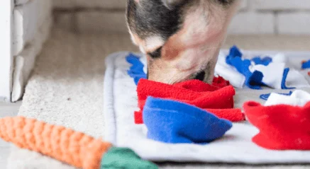 Dog nosework scent enrichment game at daycare