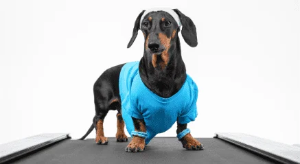 Dog treadmill exercise at Petcious daycare