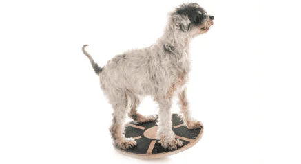 Dog balance gym coordination training at Petcious
