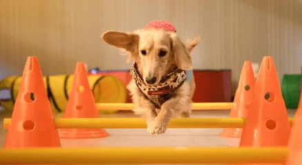 Small dog agility course at Petcious daycare Langley
