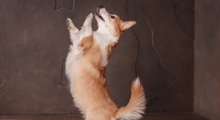 Small dog dancing on hind legs at Petcious daycare freestyle activity