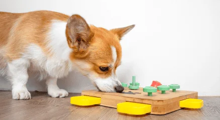 Small dog puzzle games and enrichment toys at daycare