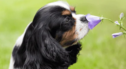 Small dogs outdoor nature play and exploration