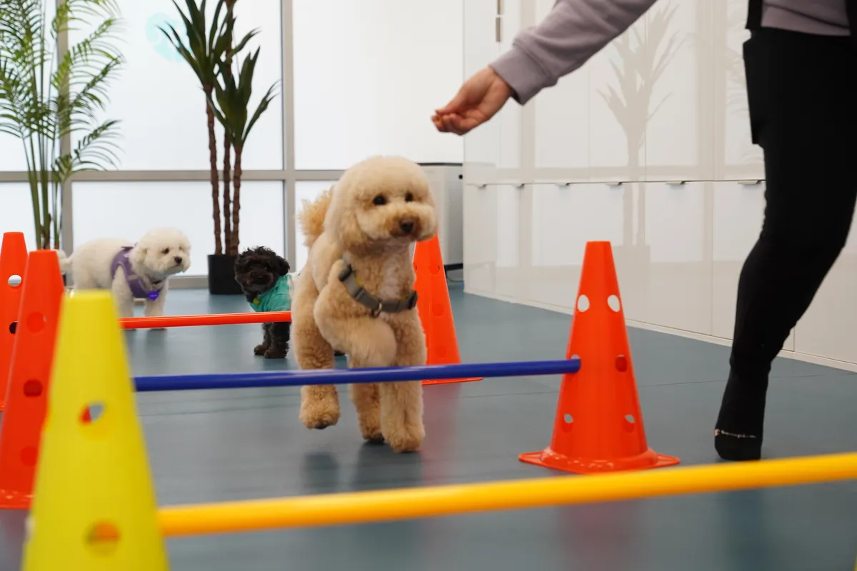 Positive reinforcement dog training at Petcious with KPA certified trainer in Langley