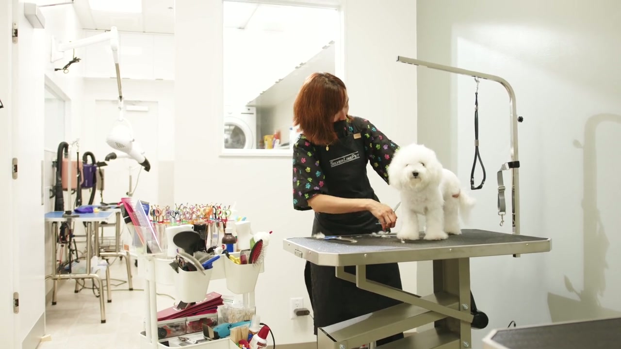 Dog being groomed at Petcious