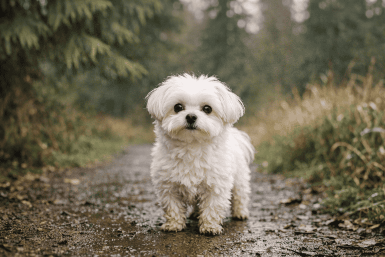 Preventing Winter Matting in Maltese & Havanese After Rainy Brydon Lagoon Walks